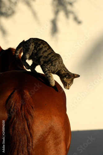 horse and cat