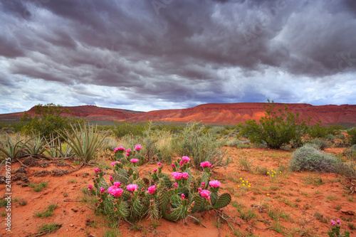 Prickly pear cactus blooms in the springtime desert of southern Utah, nearby St George