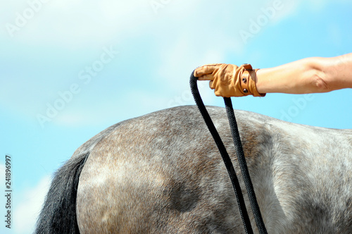 Bilde på lerret horsemanship training