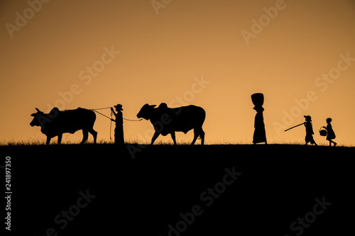 Homeward bound - traditional farming family in Myanmar after a long day working in the fields