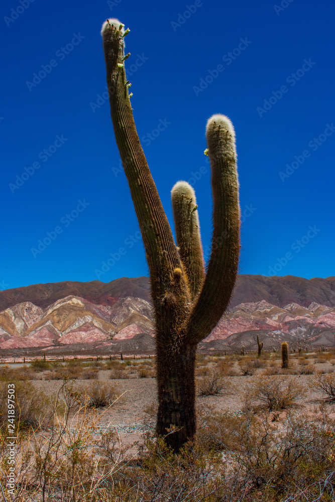 cactus in desert, Salta, Argentina