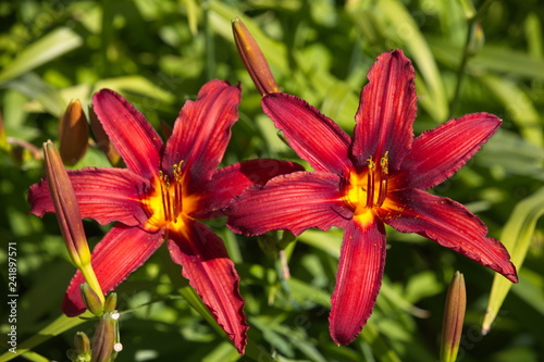 Blumen © Gerhard Köhler