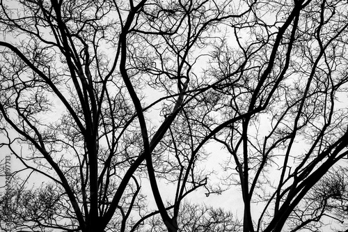 l'albero