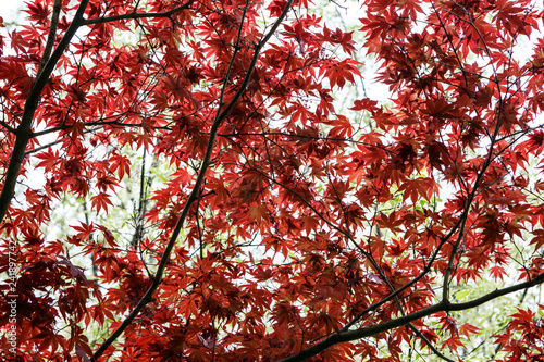 foglie colorate