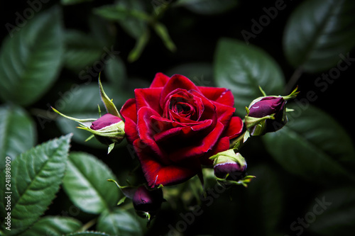 fiore rosa