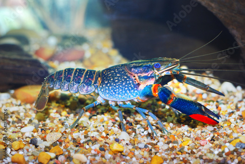 Colorful Australian blue crayfish - cherax quadricarinatus in aquarium