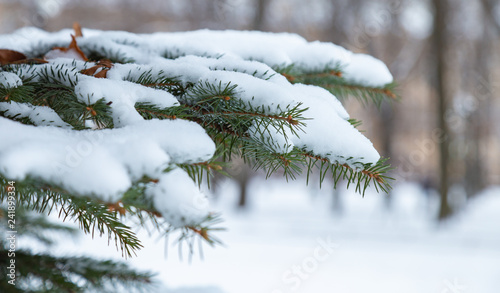 spruce branches under the snow © fedorovekb