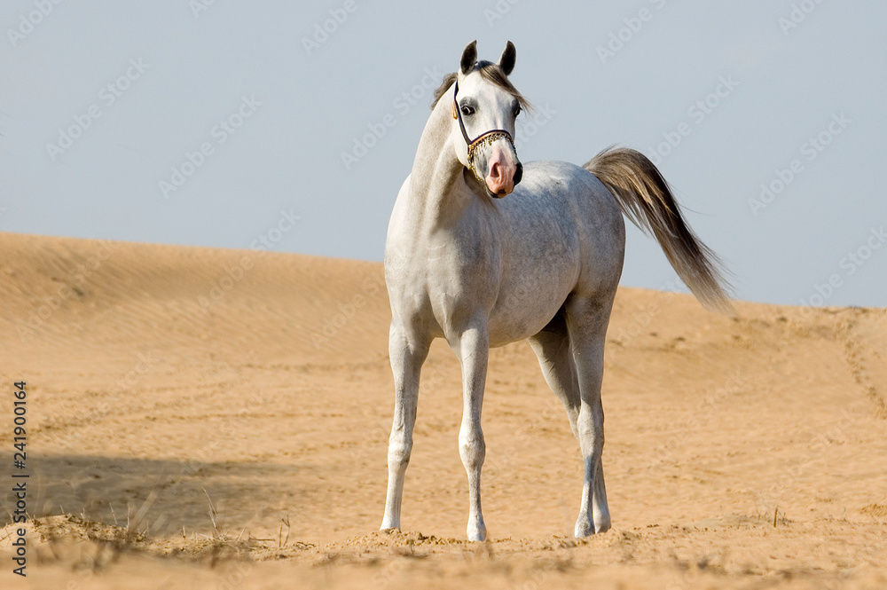 arabian horse in the desert