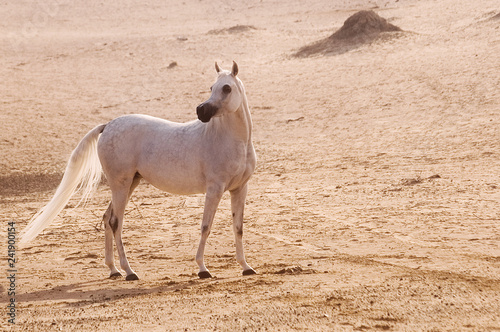 arabian horse in the desert