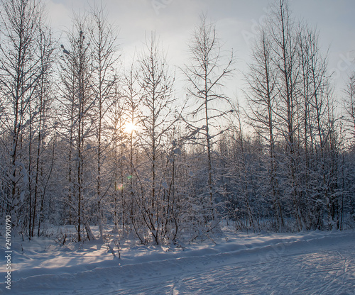 Winter landscape with a birches
