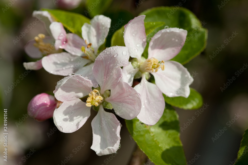 Apple blossoms Apple blossoms