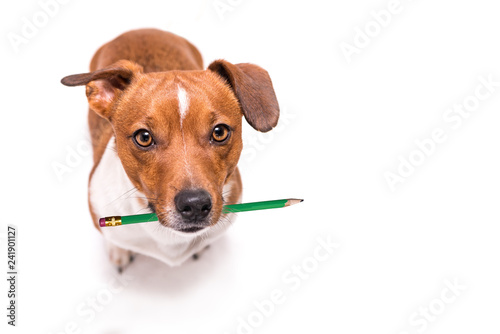 Fototapeta Naklejka Na Ścianę i Meble -  Adorable Jack Russell Terrier dog holds a pencil in his mouth. Cute office dog