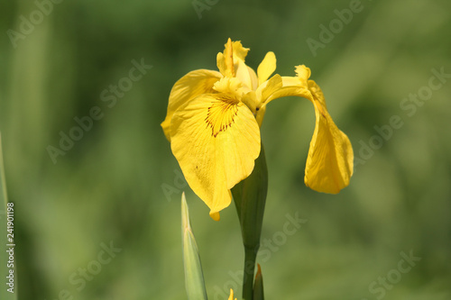 Yellow flower of Iris pseudacorus on green background