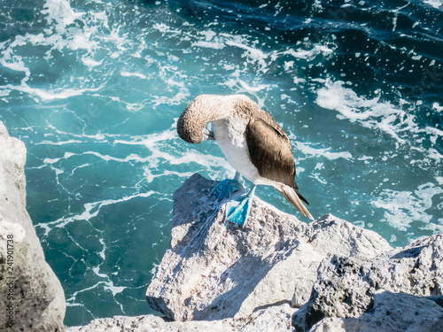 Blue footed booby (bird) in the Galapagos Ecuador photo