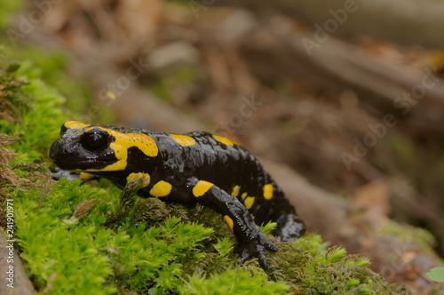 The fire salamander Salamandra salamandra is possibly the best-known salamander species in Europe. It is black with yellow spots or stripes