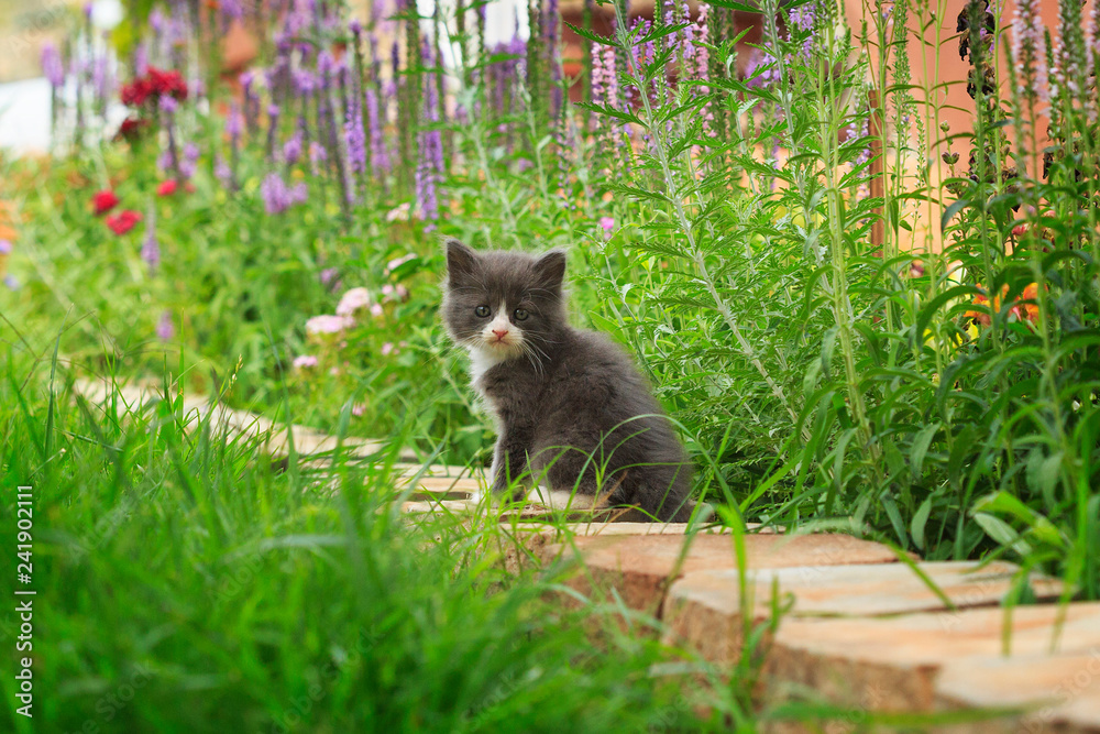 Gray and white kitten in a backyard