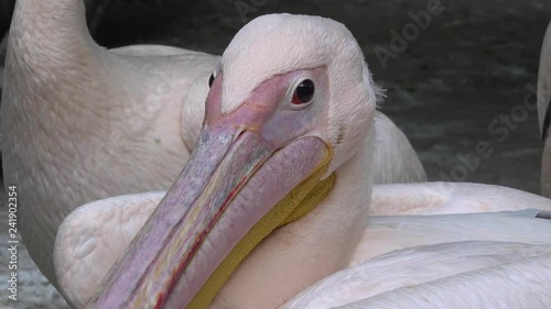 4K Close up an eye and beak of pelican photo