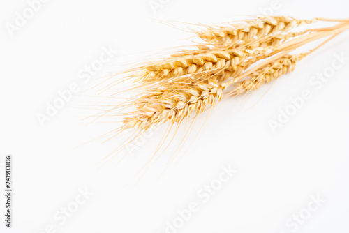 wheat spikes on white background
