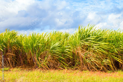 Plantation of sugar cane on Mauritius Island. Agriculture in tropical climate. Renewable energy source (biomass and ethyl alcohol - fuel or drink).