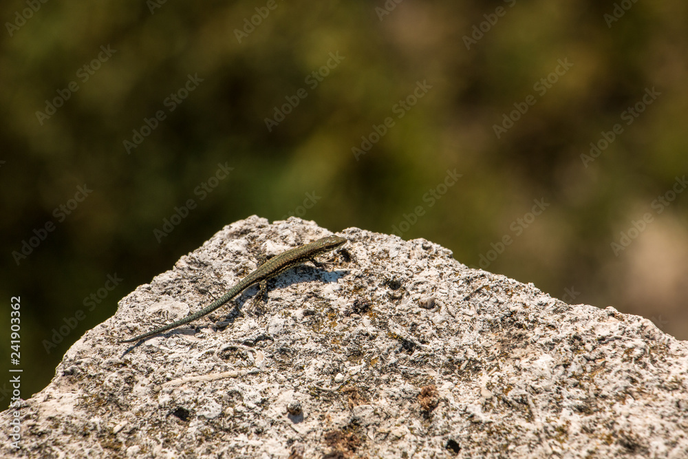 Little lizard on a big rock and blurred background Little lizard on a big rock and blurred background