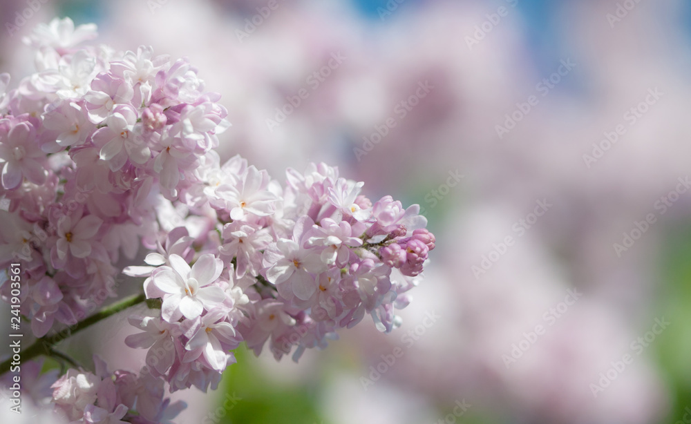 Natural lilac background.