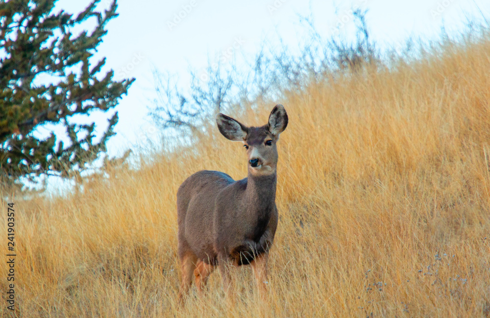 Morning Mule Deer Does Morning Mule Deer Does