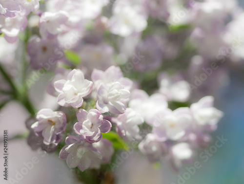 Natural lilac background.