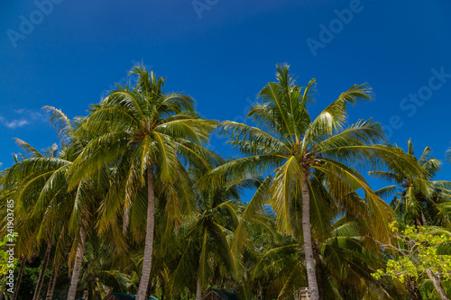 Green palms on the blue sky background. Malcapuya island with white sand and palm trees. Palawan  Philippines.