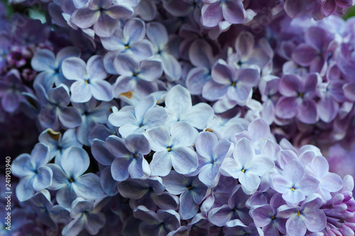 Natural lilac background. © Anna Chelnokova