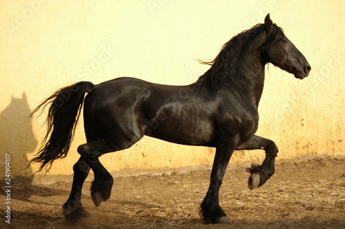 black  frisian horse running