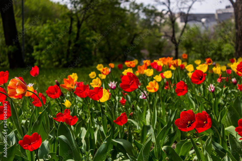 Beautiful tulips flowers background. Floral spring background. Field of tulips in bloom on a spring warm and sunny afternoon.