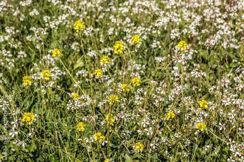 Green and colorful flower field with yellow and white flowers