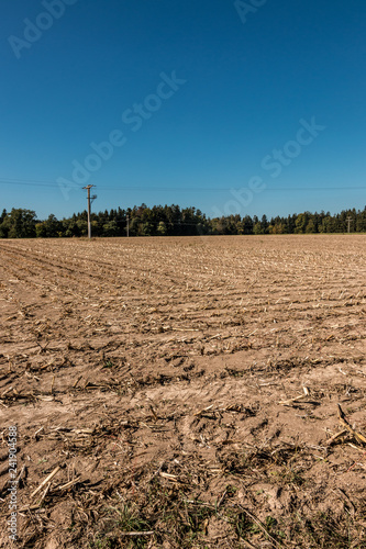 Big empty corn field with little forest