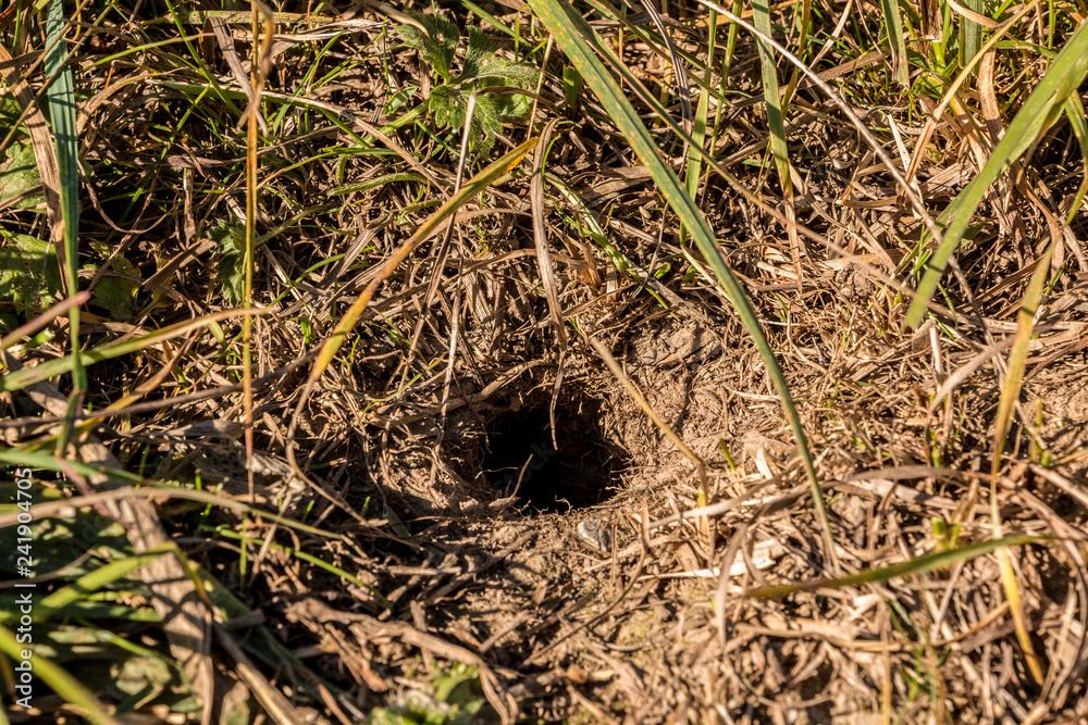 Little hole of a mouse on the big field Little hole of a mouse on the big field