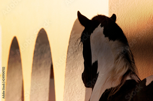 dappeled horse in arches photo