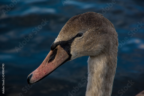 Close up side view of duck head. Lake water in the background..Animals in the United Kingdom.