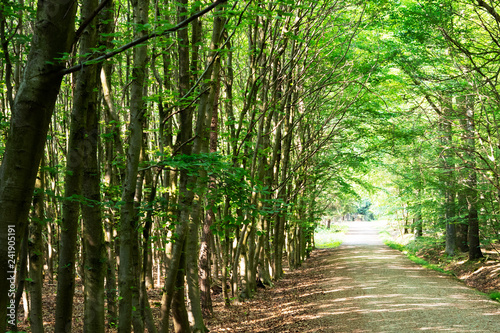 spring forest