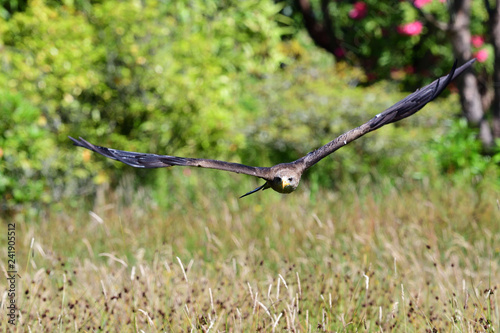 Close up of a black kite (milvus migrans) in flight during a falconry display photo