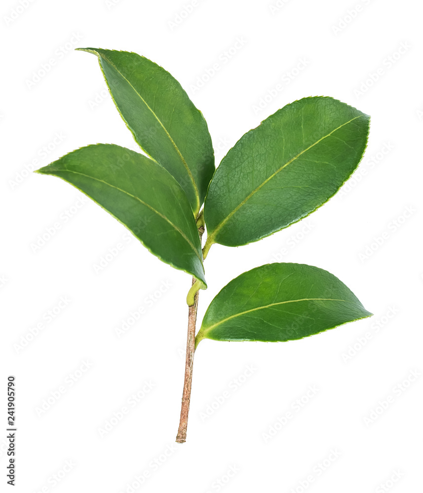 Fototapeta premium Camellia leaf
