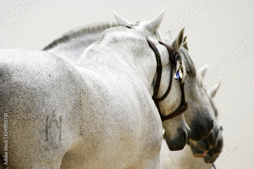 herd of mares in spain
