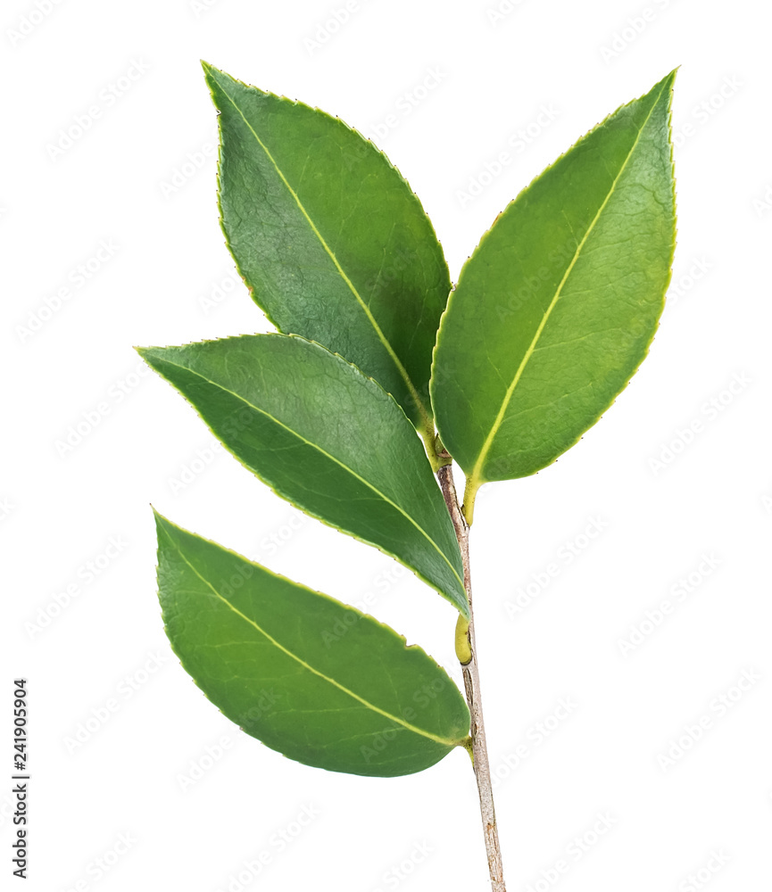 Obraz premium Camellia leaf