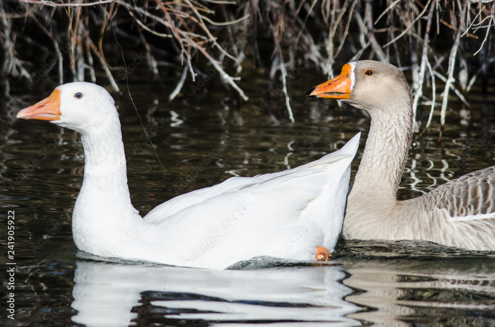 Pair of Domestic Geese Swimming Together in the Peaceful Pond Pair of Domestic Geese Swimming Together in the Peaceful Pond