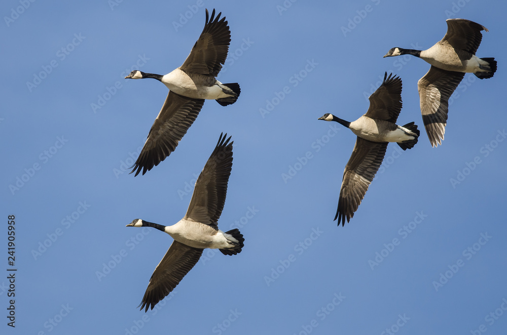 Flock of Canada Geese Flying in a Blue Sky Flock of Canada Geese Flying in a Blue Sky