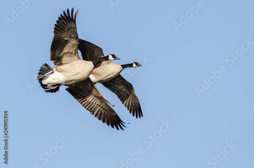 Pair of Canada Geese Flying in a Blue Sky