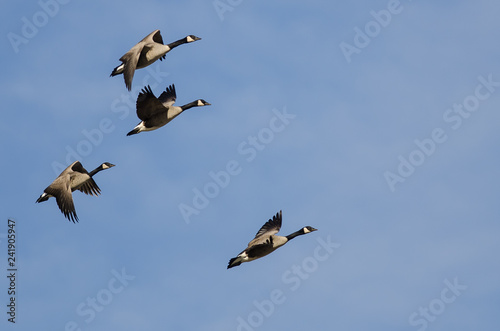 Four Canada Geese Flying in a Blue Sky