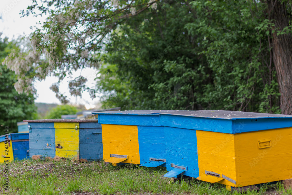 Yellow hives on apiary near house during flowering of acacia. first spring honey collection. Branches of black locust, Robinia pseudoacacia, false acacia. Yellow hives on apiary near house during flowering of acacia. first spring honey collection. Branches of black locust, Robinia pseudoacacia, false acacia.
