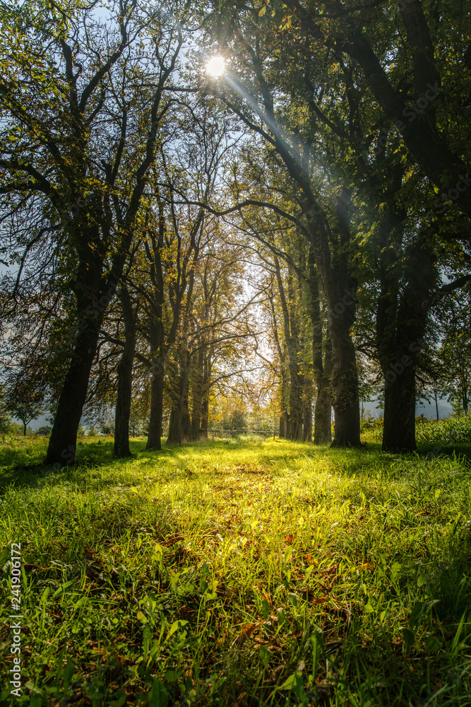 Fototapeta premium Allee im Sonnenlicht