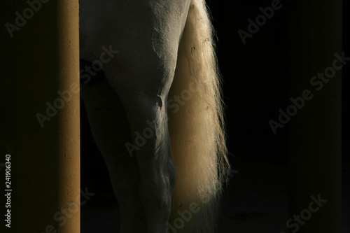 horse tail © Sonja