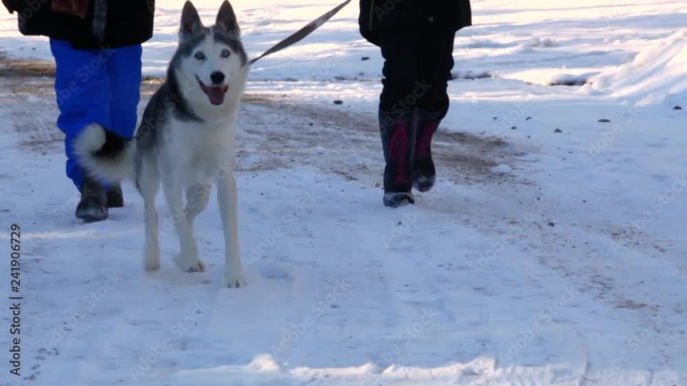 Two women walking husky dog in winter. Old woman and younger girl walking in the street with alaskan husky in wintertime on a sunny day - two scenes - traveling up