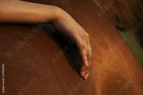 womans hands touching horse body
